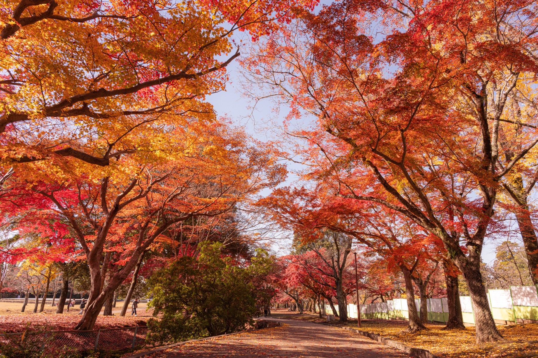 秋日京都 第 3 张照片
